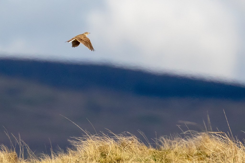 A skylark in the air above rough grass, wings swept back as it drops