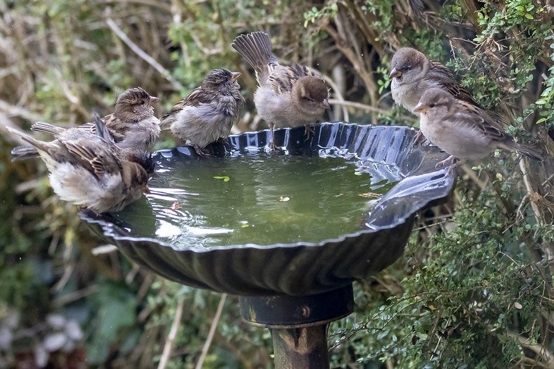 House Sparrows gathered around a garden birdbath.