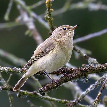 Common Chiffchaff perched on a lichen-covered branch - link to species guide.