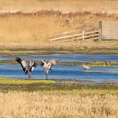 Common Cranes displaying in a wetland habitat at Nene Washes - link to comeback story.