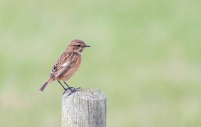 Photo of a female stonechat on a fence post