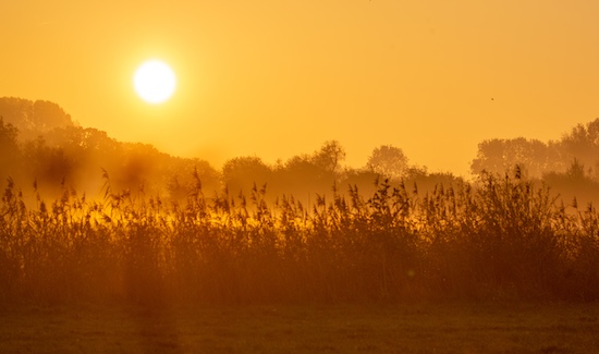 Photo of the sun rising above the reeds giving everything a warm glow
