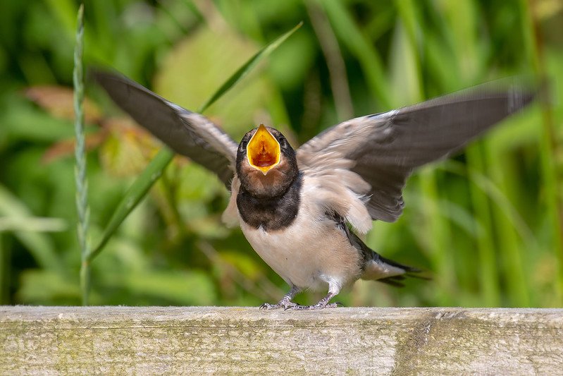 young-swallow-asking-for-food
