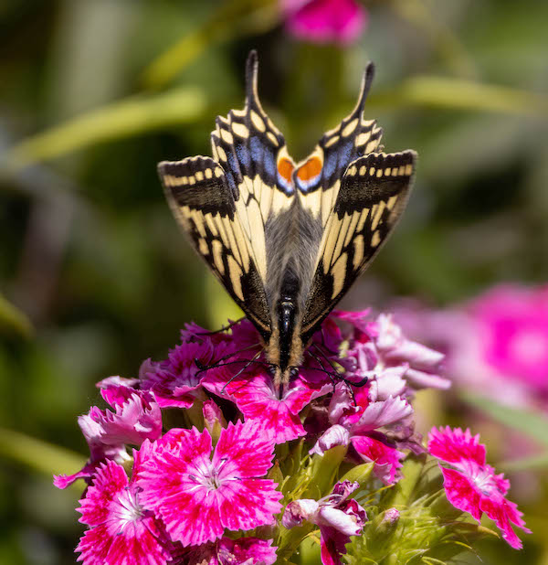 Photo of a diving swallowtail