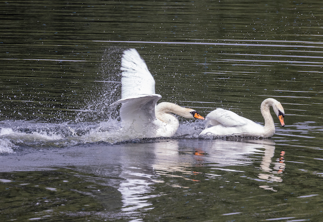 Swan chasing another swan Swan chasing another swan