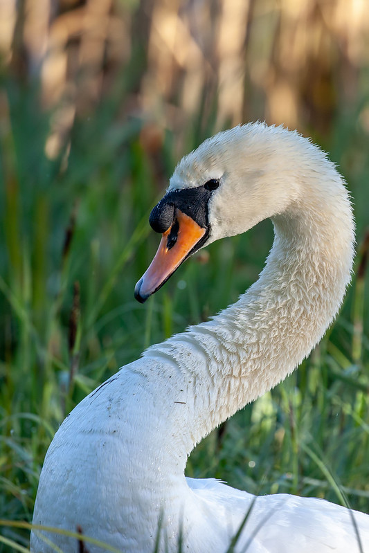 Close-up portrait of a Mute Swan showcasing its characteristic gracefully curved neck and bright orange bill with black knob.