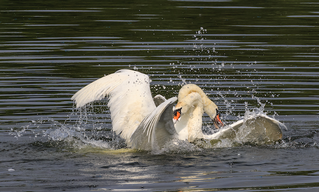Mute swan fight Mute swan fight