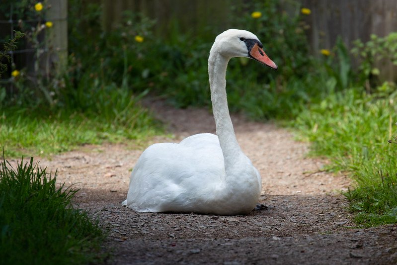 Territorial Mute Swan laying down blocking path preventing access to bird hide at Summer Leys.