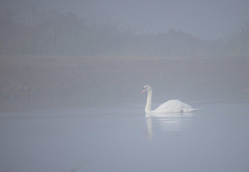 Atmospheric photograph of a lone Mute Swan silhouette emerging through thick mist on a calm lake at dawn.