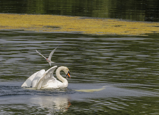 Swan fight victory Swan fight victory