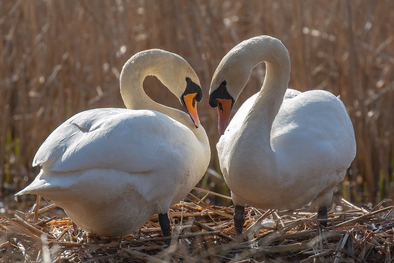 Two adult Mute Swans tending to their large nest mound of reeds and vegetation built at the water's edge.