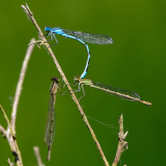 three dameselflies