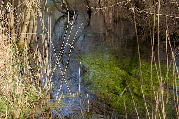 Remnants of the old watercress beds Remnants of the old watercress beds