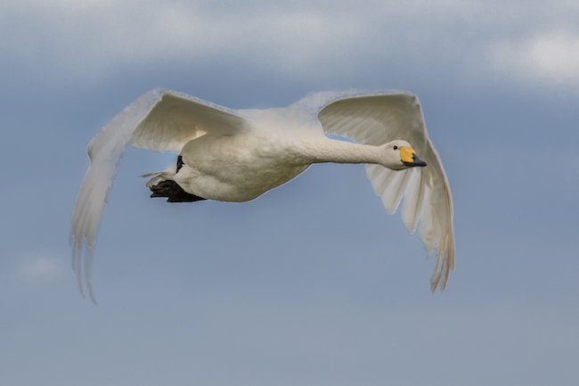 Whooper Swan flying low over water, showcasing its straight neck posture and distinctive yellow-and-black wedge-shaped bill.