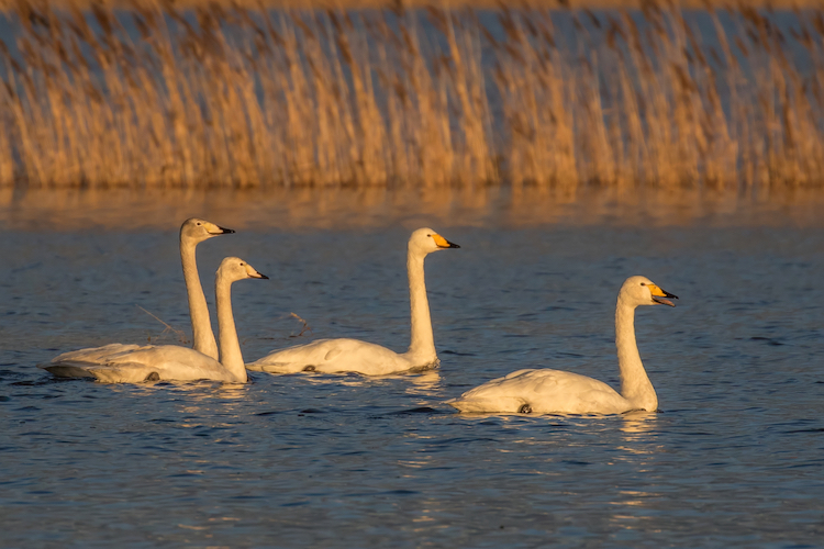 Family group of Whooper Swans including cygnets swimming on Nene Washes water during golden hour sunrise.