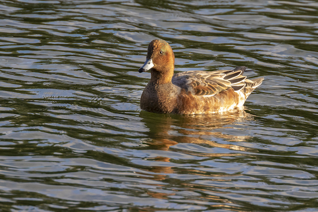 Wigeon