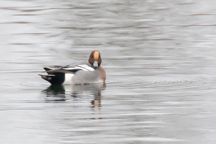 Male Wigeon