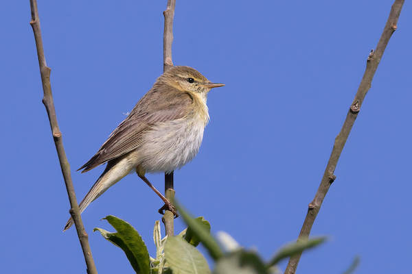 Photograph of Willow Warbler against a blue sky