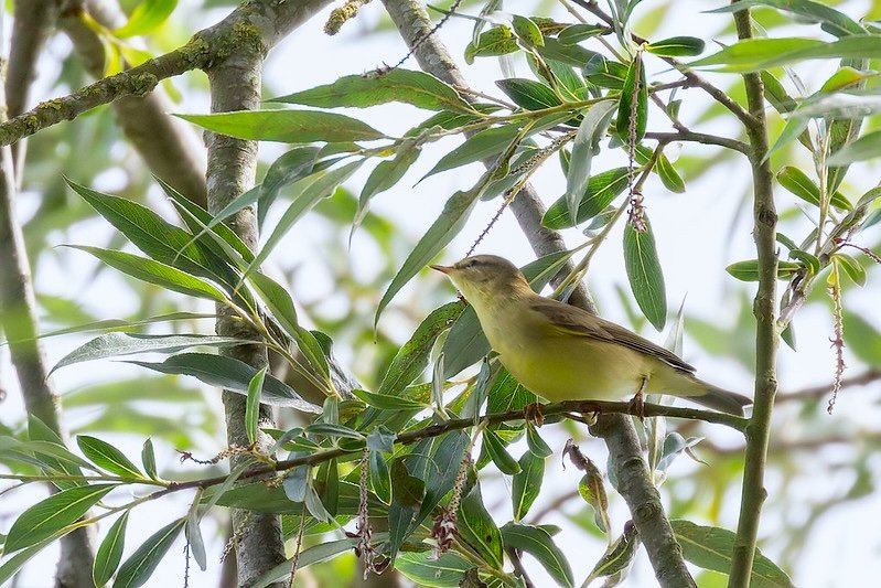 Willow Warbler with pale underside and olive-green back
