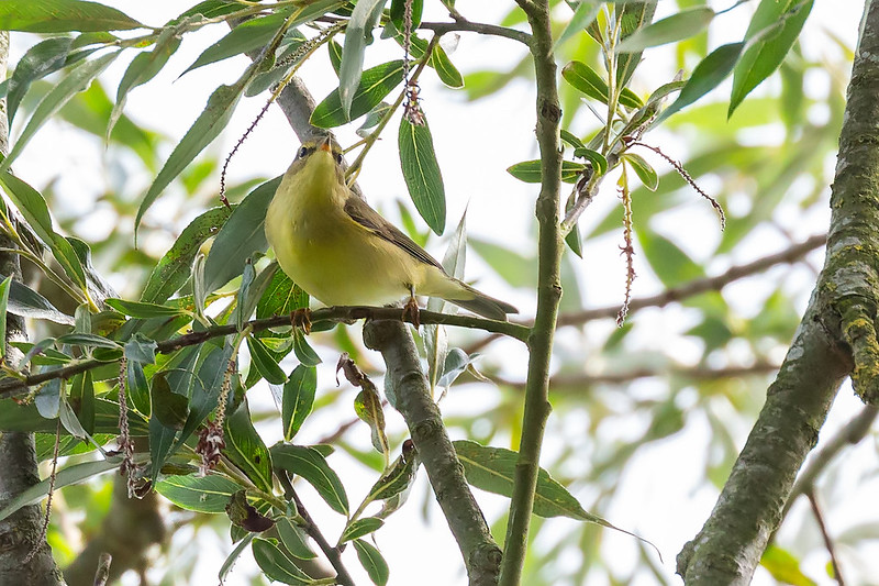 A willow warbler standing among green willow leaves, looking up toward the canopy. The bird has warm yellowish underparts, longer wings, and a softer expression. Its pale legs and brighter plumage are visible in dappled light.