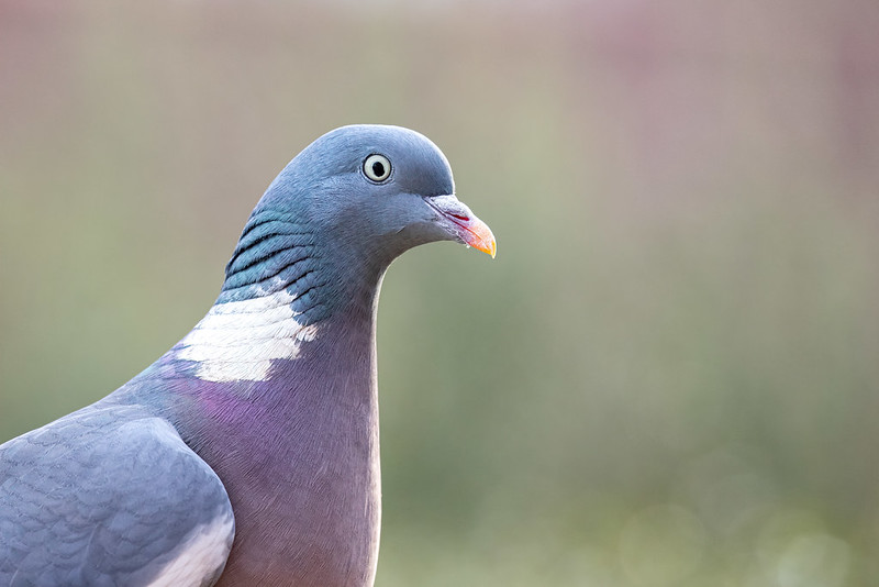 woodpigeon portrait