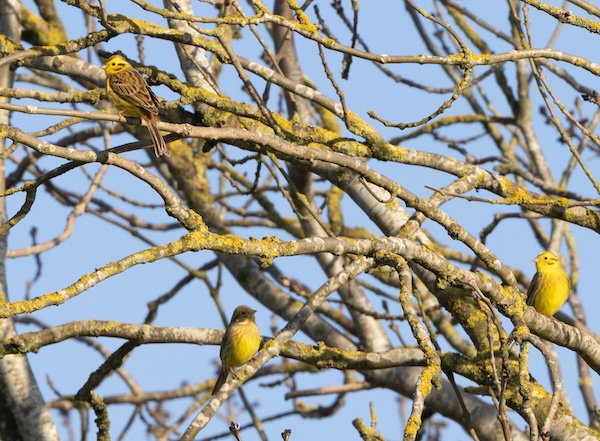 Yellowhammer with bright yellow head and brown back