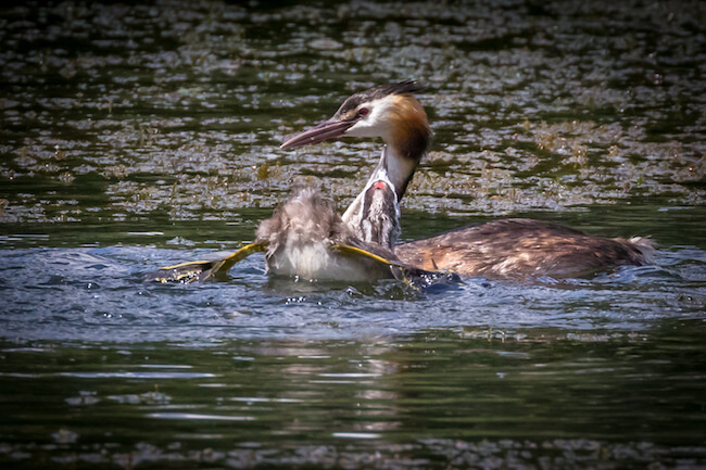 young great crested grebe chick calling to parent for food young great crested grebe chick calling to parent for food