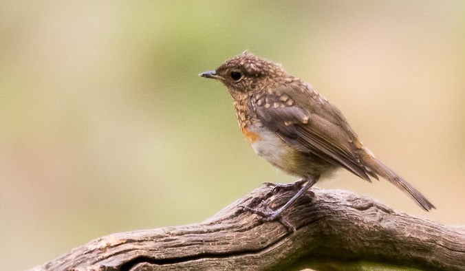 A speckled brown young robin on a gnarled branch, a patch of orange just showing on its breast