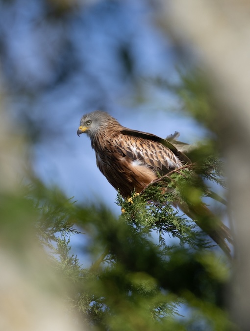 Red kite preeing its feathers