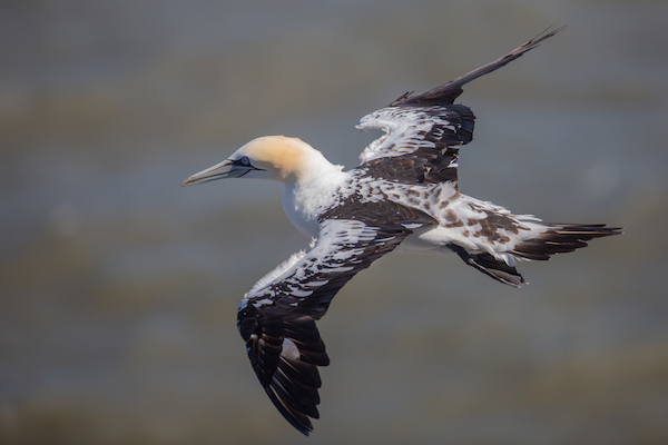 Young Gannet in flight showing the dark feathers mingled with the white.