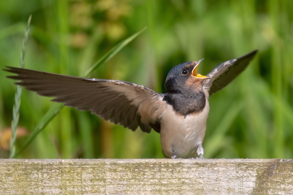 Young swallow begging to be fed