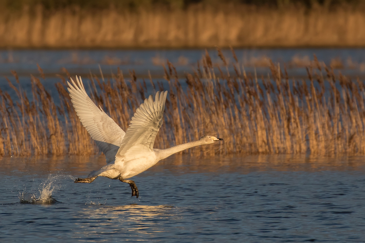 Young Whooper Swan cygnet running across water surface ready to take flight at Nene Washes